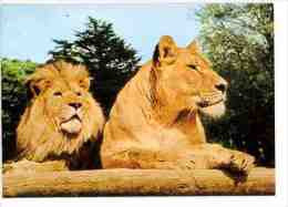 Lion, Lionne - Groupe De Lions En Liberté Dans La Réserve Africaine Du Château De Thoiry - Zoo Réserve - Lions