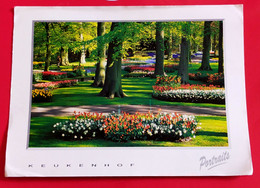 1115/CPM - Pays-Bas - Hollande - Lisse - Keukenhof - Jardin Botanique, Parc Floral - Lisse