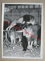 CIRCUS CIRQUE CIRCO ZIRKUS - A Tamer Of Wild Cats ( Photo: 20,6 X 15,4 Cm ) - Circus