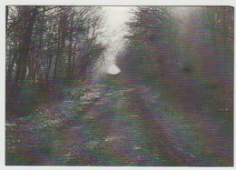 Chemin En Sous-bois - Forêts - Alberi