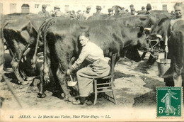 Arras * Le Marché Aux Vaches * Place Victor Hugo * Foire Aux Bestiaux , Boeufs * La Traite * Lait - Arras