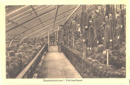 Germany:Berlin, Dahlem Royal Botanic Garden, Cactus House, Pre 1940 - Steglitz