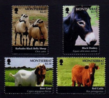 Black Donkey, Barbado Black Belly Sheep, Boer Goat, Montserrat 2011 MNH 4v - Asini