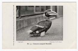 ZoologIcal Society Of London - CONCAVE-CASQUED HORNBILL - Photo. Bond - Vögel