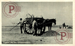 Fischerei Muscheln Egmond Aam Zee Schelpenvissers Pferdewagen SCHELPENVISSCHER VISSERS FISHING PECHE PECHEUR - Egmond Aan Zee