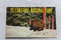 C612, American Black Bear, Yellowstone National Park, USA, Etats Unis - Yellowstone