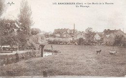 SANCERGUES - Les Bords De La Vauvise - Un Pâturage - Sancergues