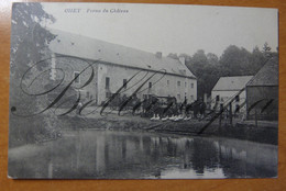 Ohey Ferme Du Chateau -Kasteel Hoeve 1908 - Ohey