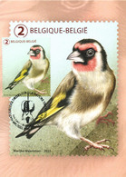 Belgium 2021 MC CM Maximum Card, Tricolour In Nature, Meersman, Bird, Goldfinch Carduelis Carduelis Chardonneret Putter - Zangvogels