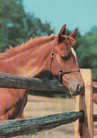 CAVALLO-HORSE-CHEVAL-CABALLO-PFERD-CARTOLINA VERA FOTOGRAFIA-NON VIAGGIATA - Pferde