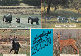 Zambia Luangwa National Park , Kafue National Park , Elephant Zebra Paku Waterbuck - Zambie