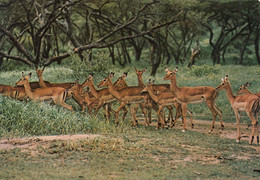 Zambia - Impala - Zambia