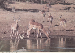 Zambia - Wildlife 1969 Nice Stamp - Sambia