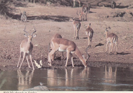 Zambia - Wildlife 1969 Nice Stamp - Zambia