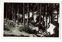 CPSM - M - 38 - CHARAVINES - LAC DE PALADRU - Camping Du Bois D'Amour - - Charavines