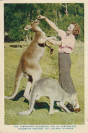 Australia - Kangaroo 1958 - Zonder Classificatie