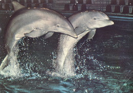 Hagenbeck Tierpark Hamburg, Germany - Dolphin - Stellingen