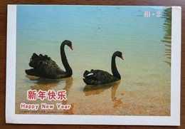 Black Swan Lover(Cygnus Atratus),China 2009 Jiangsu New Year Greeting Advertising Pre-stamped Letter Card - Cygnes