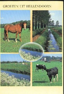 Nederland Holland Pays Bas Hellendoorn Met Paarden En Koeien - Hellendoorn