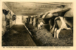 Réalville * Le Foyer Des Indirectes * L'exploitation Agricole * L'étable Des Vaches Laitières - Realville