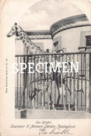 Les Giraffes Jardin Zoologique @ Anvers Antwerpen - Antwerpen