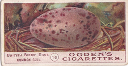 Birds Eggs 1908  - Ogdens  Cigarette Card - Original - Antique -  16 Common Gull - Ogden's