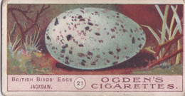Birds Eggs 1908  - Ogdens  Cigarette Card - Original - Antique -  21 Jackdaw - Ogden's