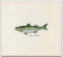 Staffa 1982 Fish #08 (Grey Mullet) Original Artwork By Prue Theobalds Of The B L Kearley Studio, Watercolour On Board 13 - Local Issues