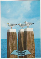 Groeten Van Ameland - Zeemeeuwen Op Meerpalen - (Wadden, Nederland / Holland) - Nr. L 1351 - Vogel/Bird/Oiseau - Ameland