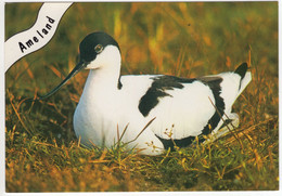 Ameland - Kluut / Säbelschnäbler / Avocet / Avocette - (Wadden,Nederland/Holland) - Nr. L 1166 - Vogel/Bird/Oiseau/Vögel - Ameland