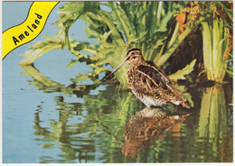 Ameland - Watersnip / Bécassine Des Marais / Bekassine / Snipe - (Wadden,Holland) -Nr. L 3474- Vogel/Bird/Oiseau/Vögel - Ameland