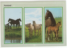 Ameland - Paarden Met Veulens - (Wadden, Nederland / Holland) - 858 - Ameland