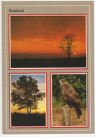 Ameland - Zonsondergang, Buizerd, Bomen - (Wadden, Nederland / Holland) - 859 - Ameland