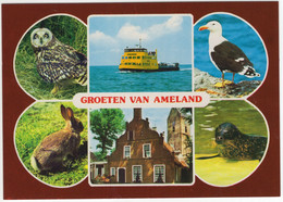 Groeten Van Ameland - Uil, Meeuw, Haas, Zeehond, Veerboot - (Wadden, Nederland / Holland) - Nr. LV 4350 - Ameland