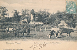 Pleumartin (86 Vienne) La Tour Et Les Remparts Du Vieux Château - Troupeau De Vaches - Phot. Arambourou Carte Précurseur - Pleumartin