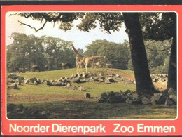 Nederland Holland Pays Bas Emmen Giraffes In Dierenpark Zoo - Emmen