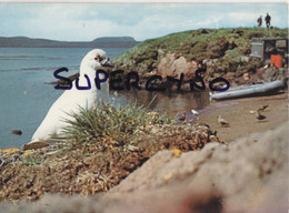 TAAF TERRE AUSTRALES N° 35 KERGUELEN CHIONIS ET SKUAS ILE LONGUE BAIE DU MORBIHAN - TAAF : Terres Australes Antarctiques Françaises