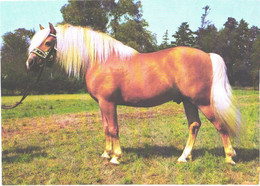 Horse, Standing Brown Horse, Haflinger - Pferde
