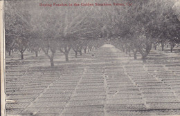 United States PPC Drying Peaches In The Golden Sunshine, Selma, California Publ. Dusy & Sawrie Selma ØLBY Struer Denmark - Fresno