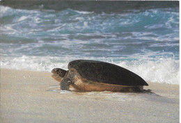 Cp île Tromelin Femelle De Tortue Franche Montant à Terre Pour Pondre - Schildpadden