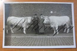 Carte Photo- Fotokaart-RPPC.Des Mastodontes Exceptionnels De Bœufs Ou De Taureaux. Race Probablement Française. - Cows