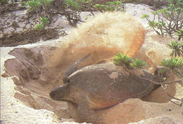 Cp Femelle De Tortue Franche Creusant Un Nid, Ile Tromelin - Turtles