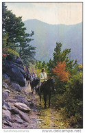 Horseback Riders On The Trail To Mount Leconte Great Smorky Mountains National Park Chattanooga Tennessee - Chattanooga