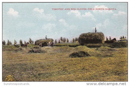 North Dakota Making Hay In Timothy And Red Clover Field - Other & Unclassified