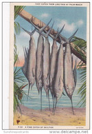 Florida Palm Beach A Fine Catch Of Sailfish 1940 Curteich - Palm Beach