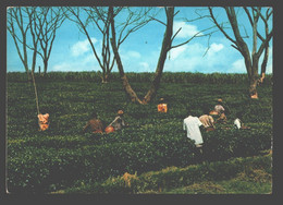 Uganda - Tea Plantation - Uganda