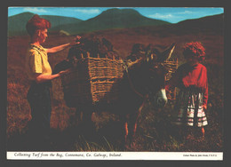 Connemara - Collecting Turf From The Bog - Donkey / âne / Ezel / Esel - Galway