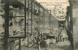 Redon * Institution St Sauveur * Galerie D'histoire Naturelle * Taxidermie Animaux Empaillés - Redon