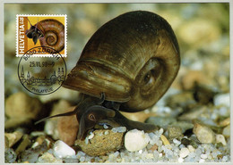 Schweiz / Helvetia 1998, Karte Posthornschnecke / Escargot / Snail / Gastropoda, Pro Juventute - Crustáceos