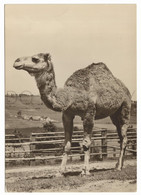 Camelus Dromedarius, One Humped Camel. - Other